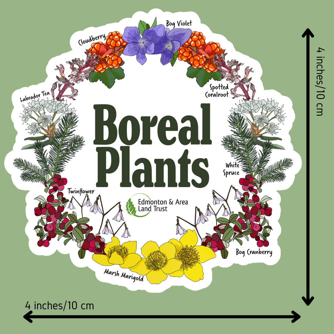 Squarespace Shop - Boreal Plants.png