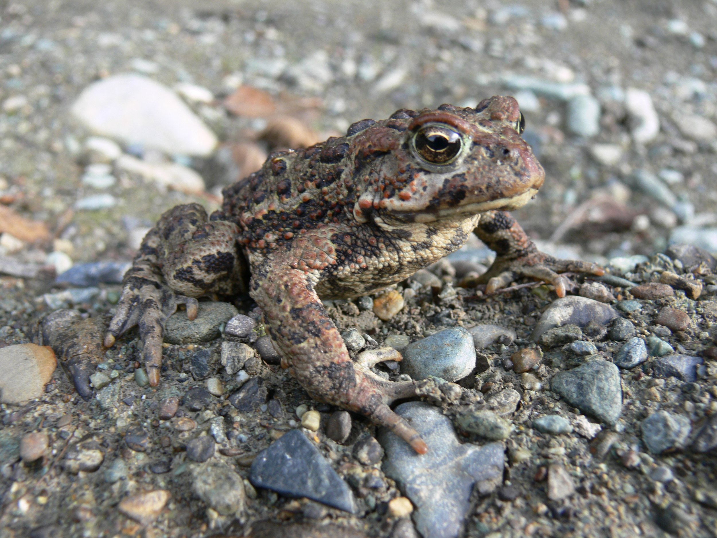 Boreal Chorus Frog — Edmonton & Area Land Trust