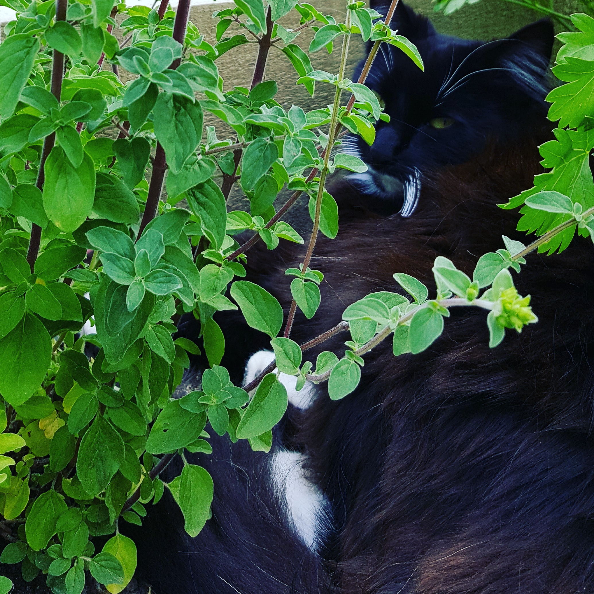 Hiding in the herbs