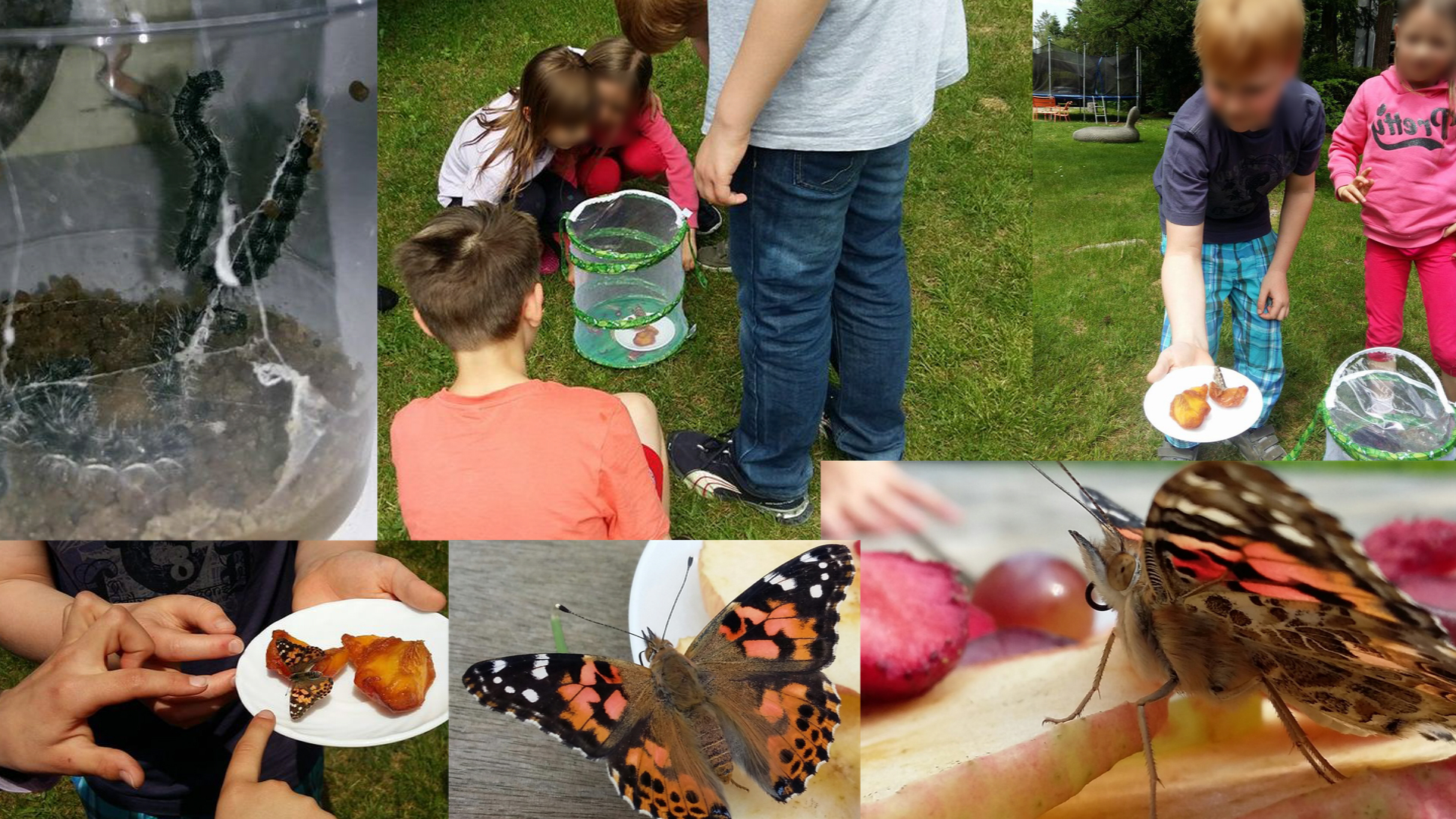 Im Mai hatten wir uns Raupen besorgt. Es war toll zu sehen wie sie gewachsen sind, sie sich dann verpuppt haben, und nach 3 Wochen wunderschöne Monarch Schmetterlinge ausgeschlüpft sind. Dann haben wir sie frei gelassen, mit Obst gefüttert, was sie besonders gern mögen, und sie sind noch eine ganze Weile im Garten um uns herum geschwirrt, auf unseren Händen und Schultern gesessen, und dann weiter geflattert. :)