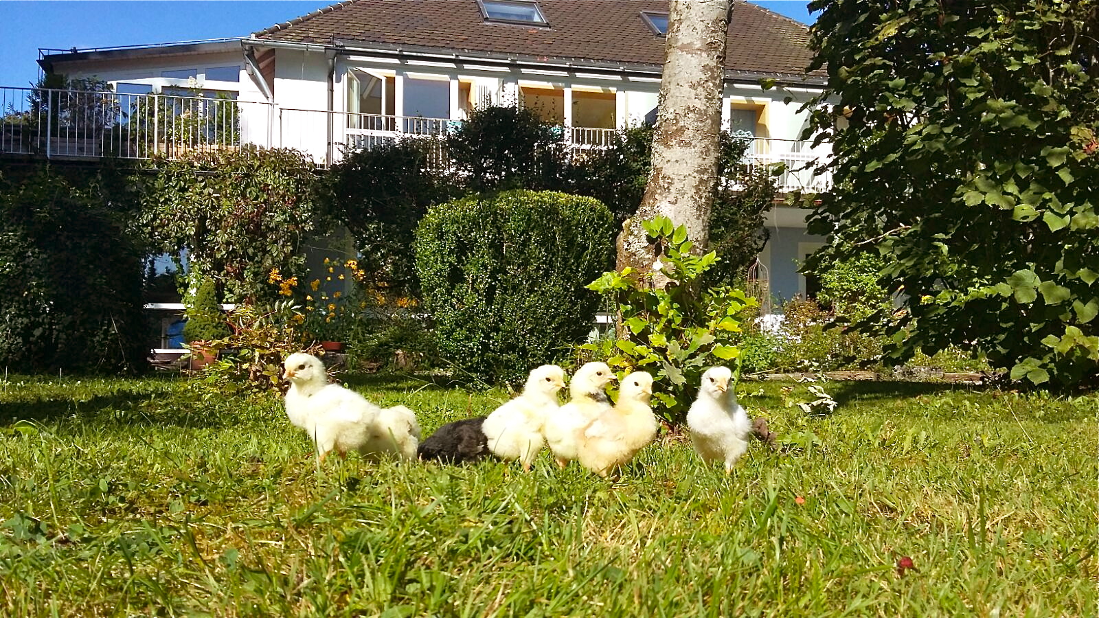 Look who is waiting? Geduldig warten die 7 Küken darauf, daß ihre 'Pflegeeltern' gleich nach den Hausaufgaben in den Garten kommen und mit ihnen wieder spielen. Schwimmbad und andere Freizeitaktivitäten sind zur Zeit unattraktiv ;) Alles dreht sich nur noch um das Wohlergehen der Neulinge. Sie sind sehr anhänglich, lieben die Nähe der Kinder, und hüpfen auch jedem gleich auf die Hand.☺