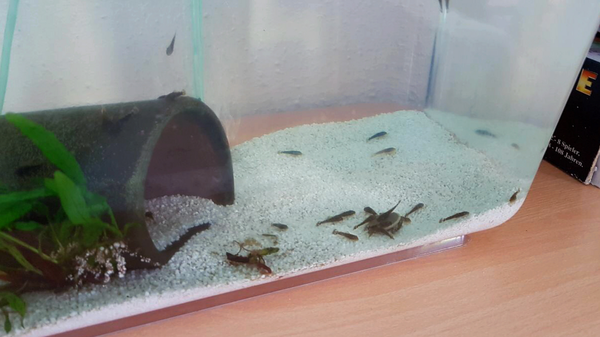 Wir ziehen unseren Nachwuchs in einem separaten Aquarium auf, damit unsere Buntbarsche sie nicht auffressen.