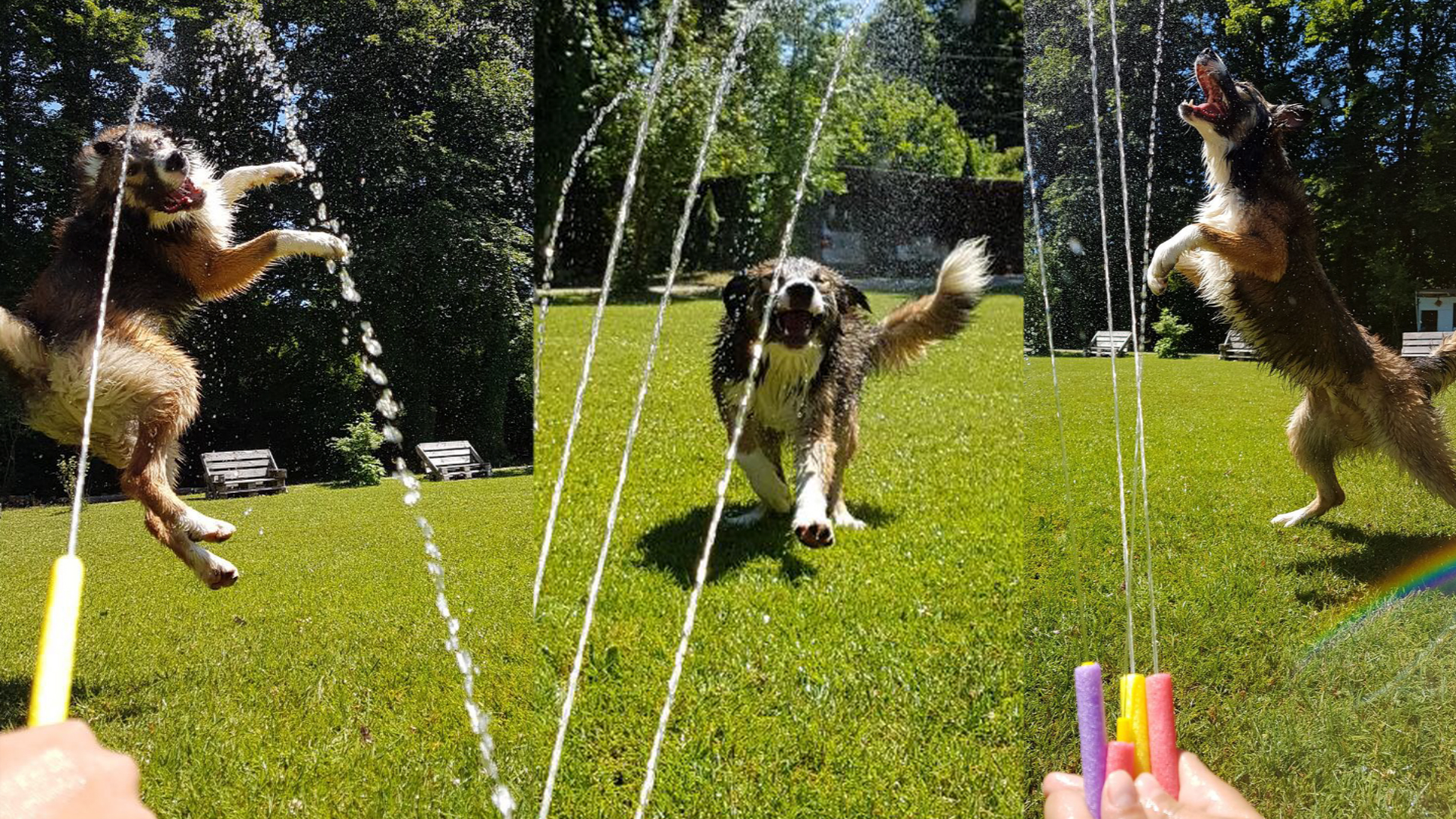 Da freut sich aber einer... unser Therapiehund Paul kriegt eine Abkühlung bei der momentanen Hitze.
