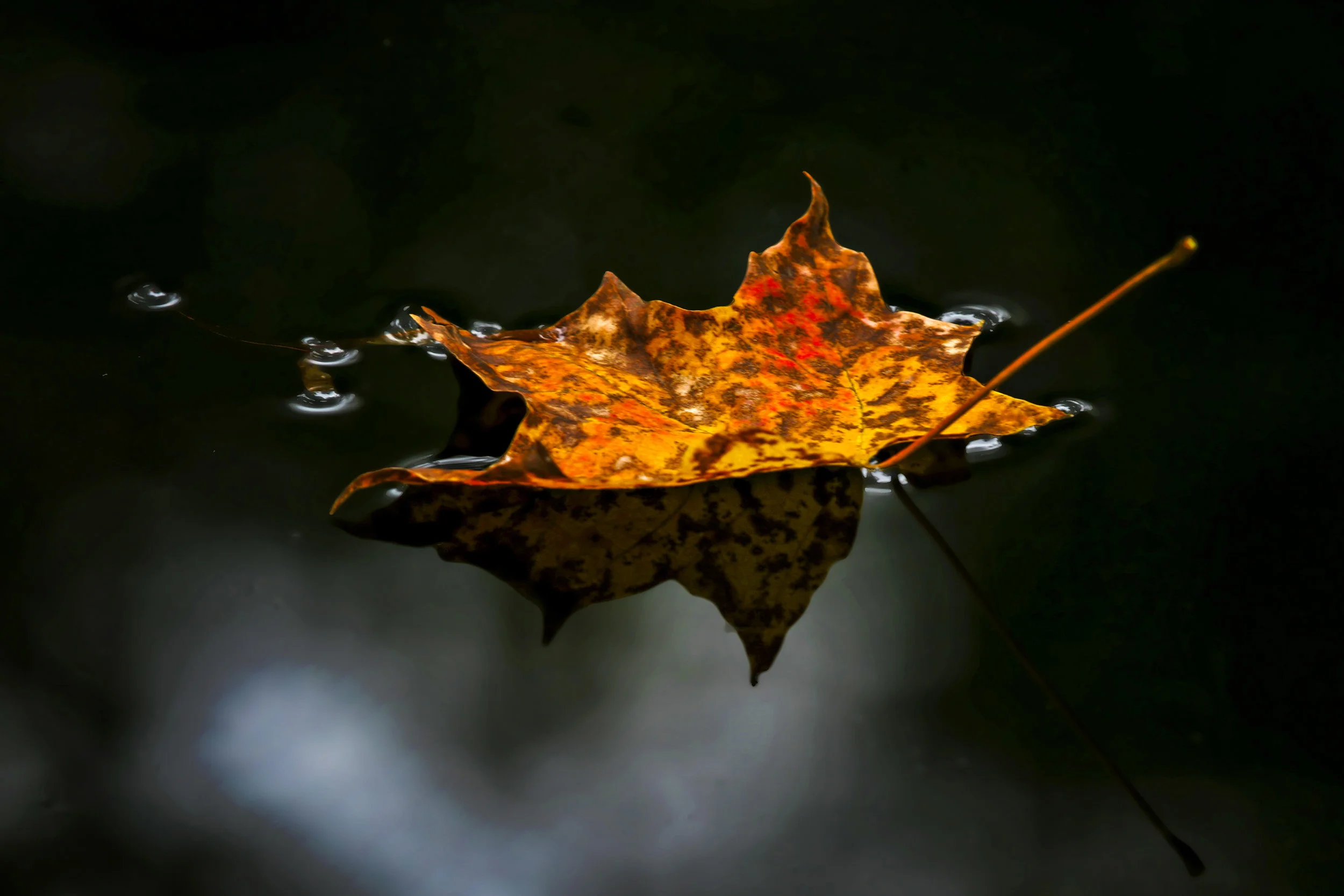 Fall Leaf Reflection at Findley State Park, Wellington, OH - Photo by Todd Sechel