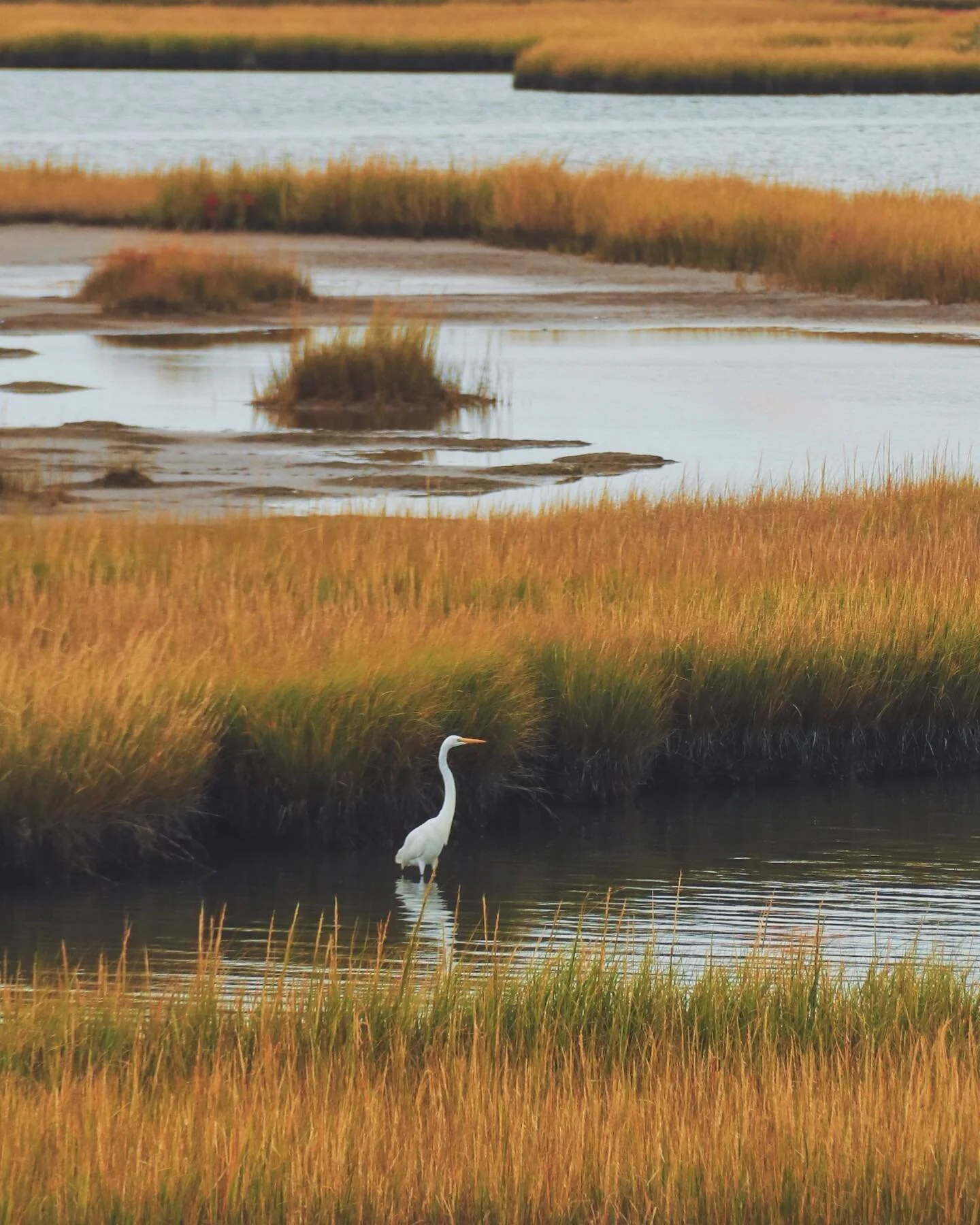 Those who fear feminism stand to lose the most by its success.
.
Those who oppose me stand to gain the most from my silence. 
.
.

📍Ancestral land of the Algonquin, #Assateague, Nanticoke, Choptank, and other #Native tribes and communities
.
.
Will 