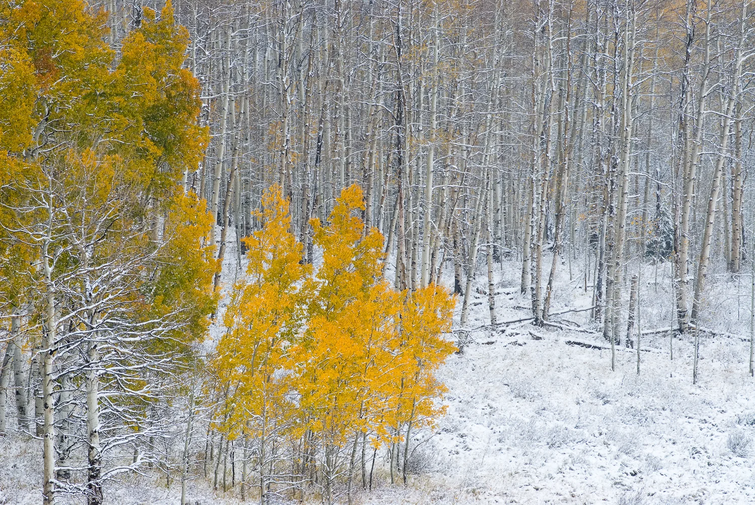 Autumn Demise