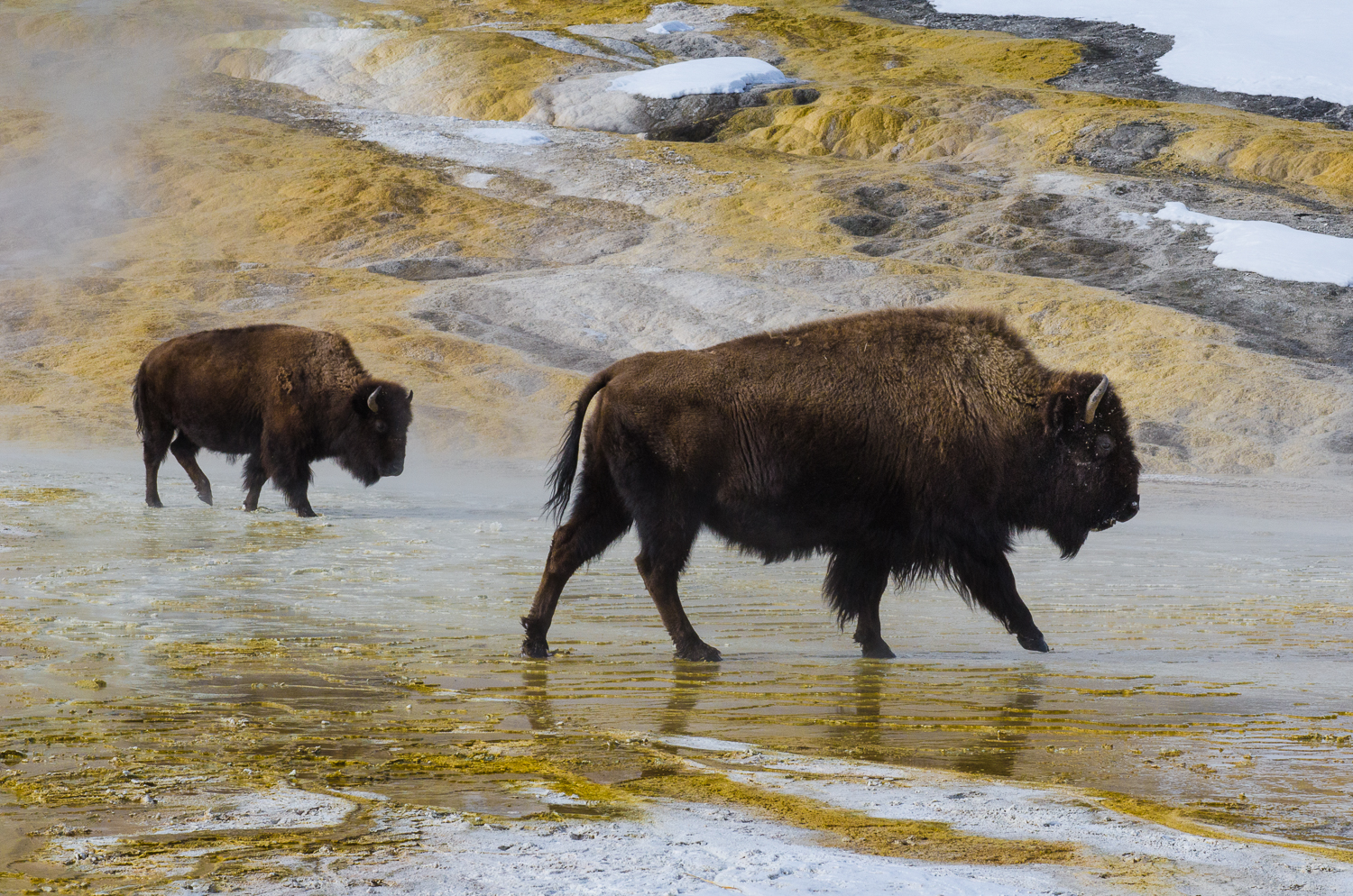 Double Bison