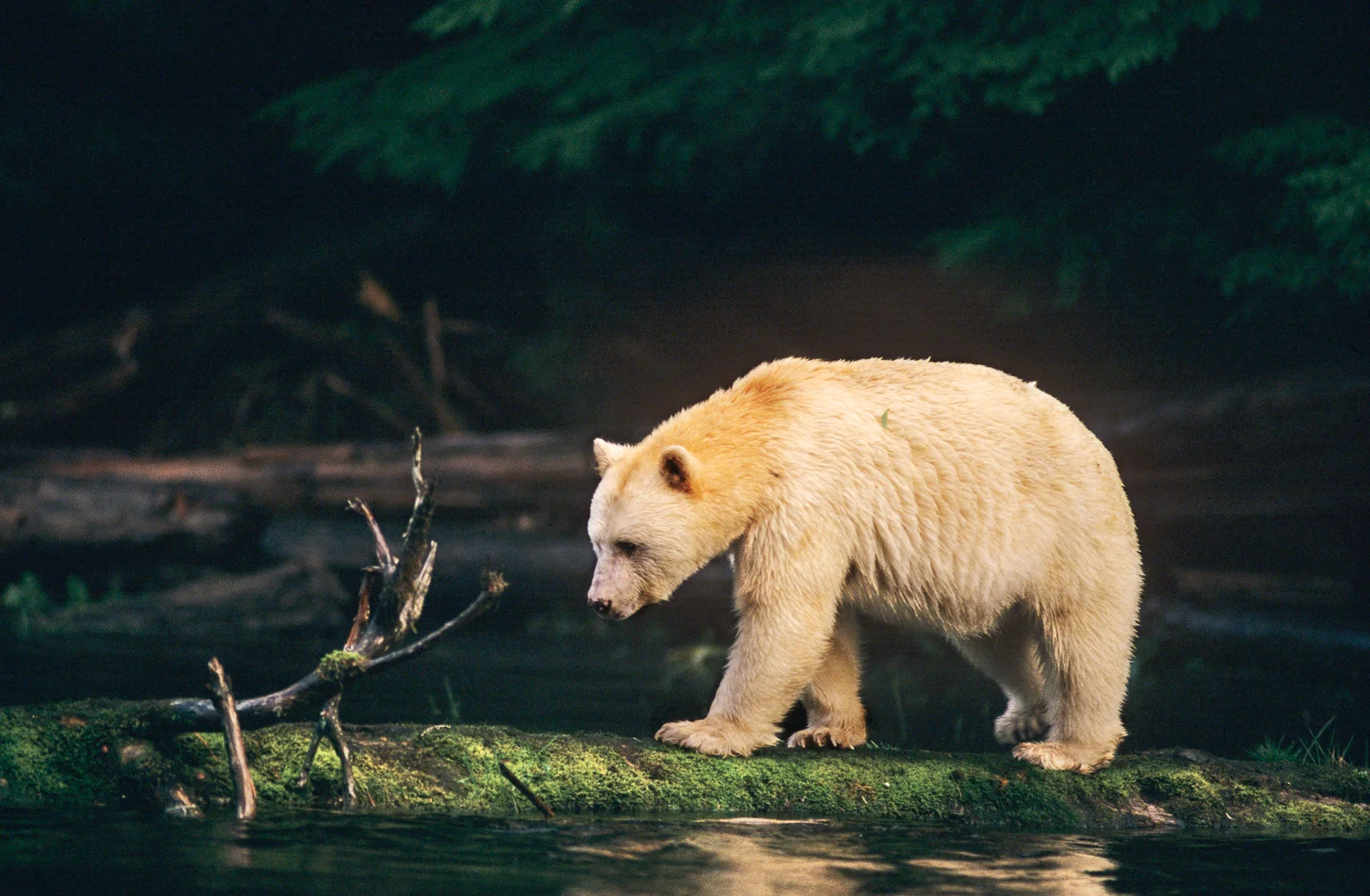 Spirit Bear