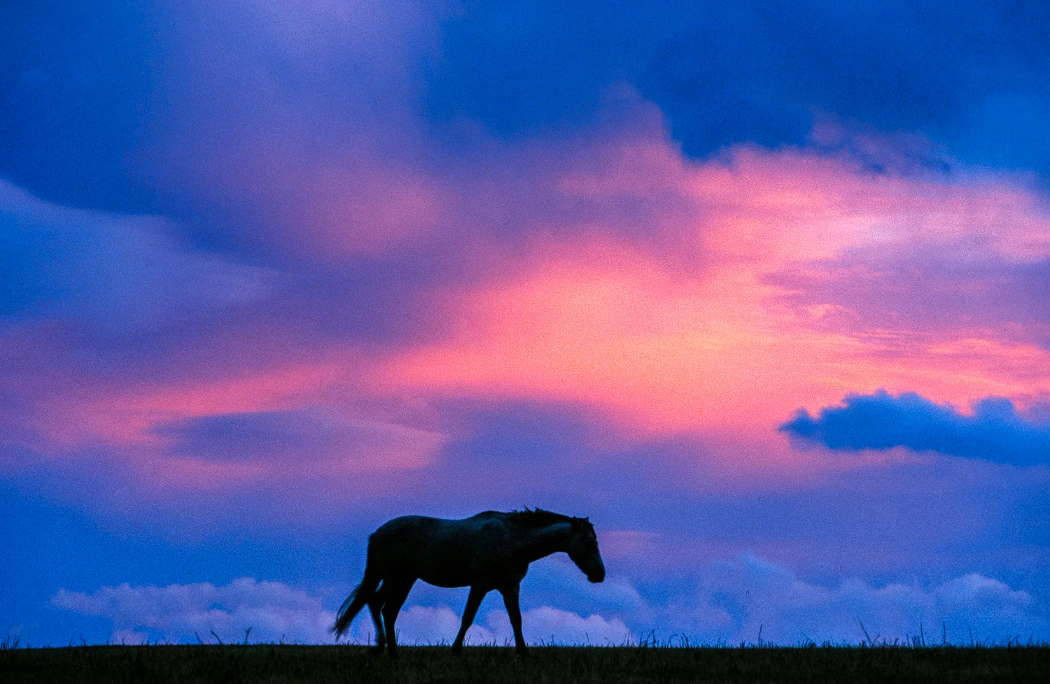 Mustang Silhouette