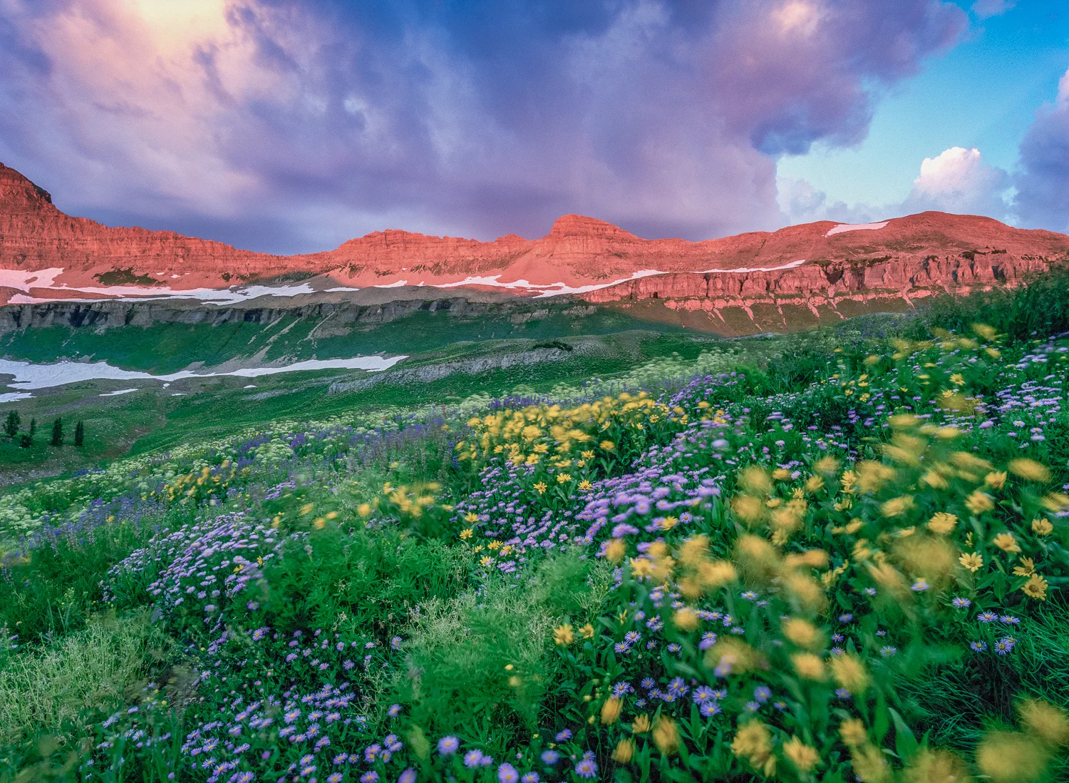 Wildflowers at Sunrise