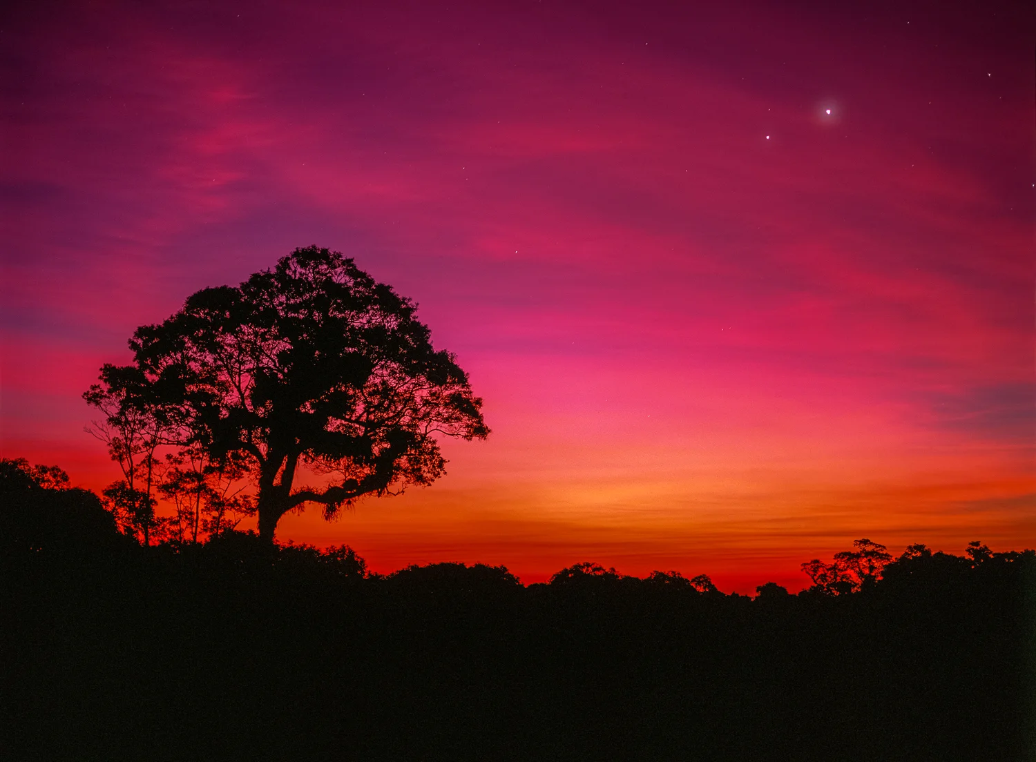 Magenta Sillhouette
