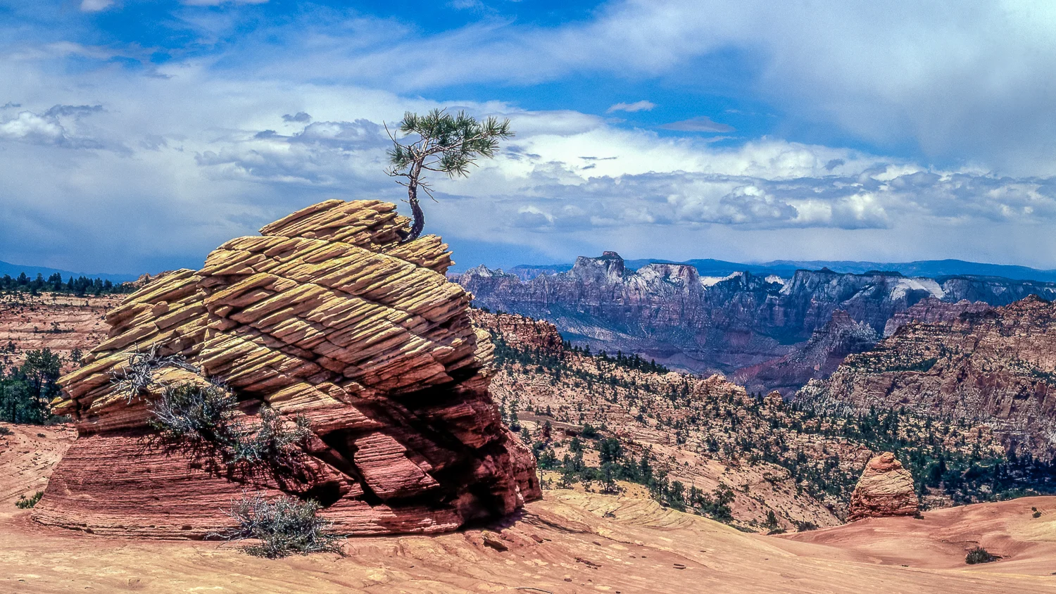Ponderosa Survival