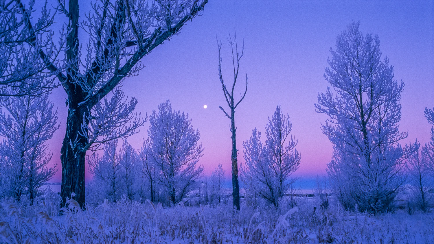 Frosted Cottonwood Trees
