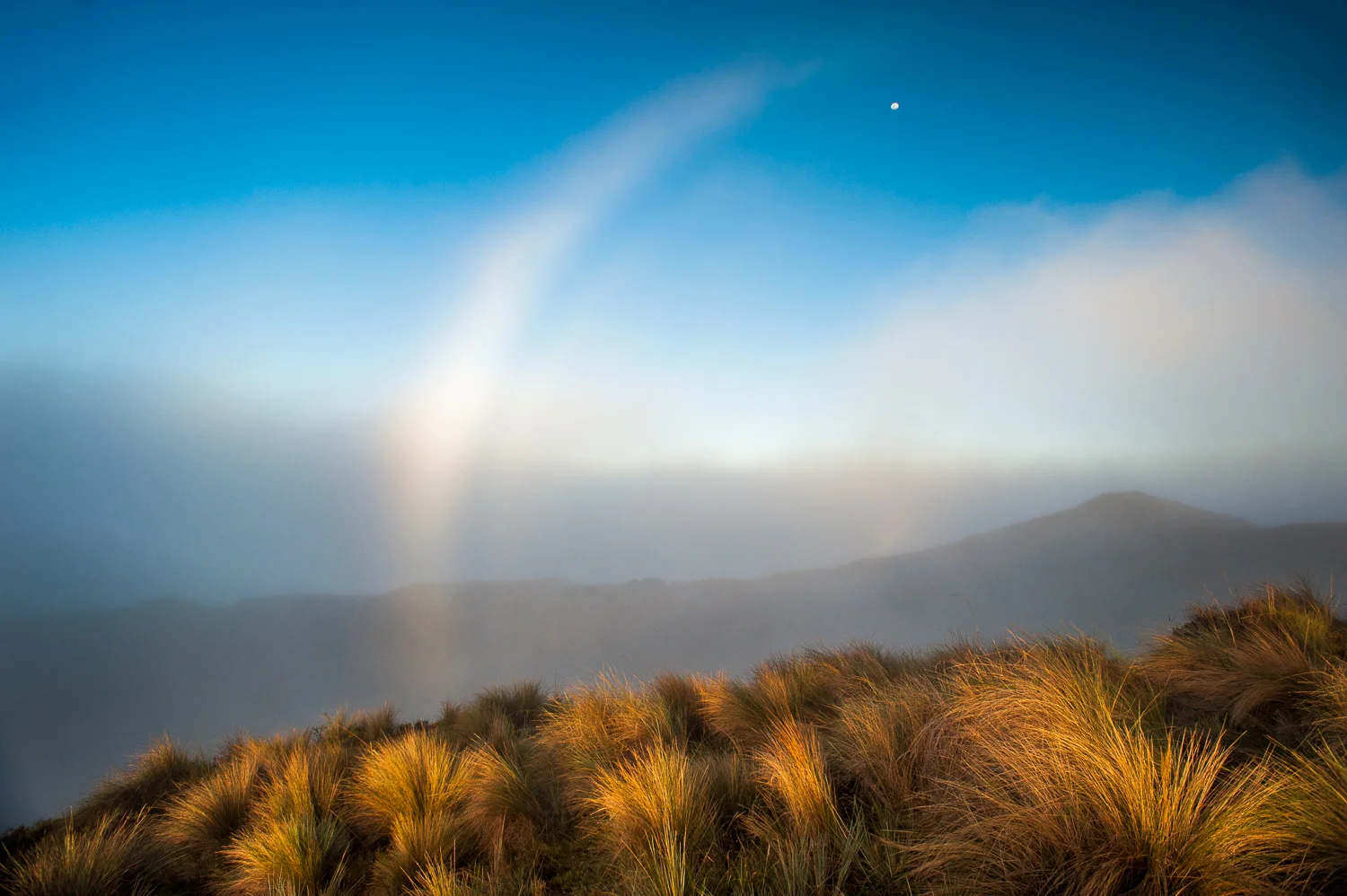 Cloud Forest