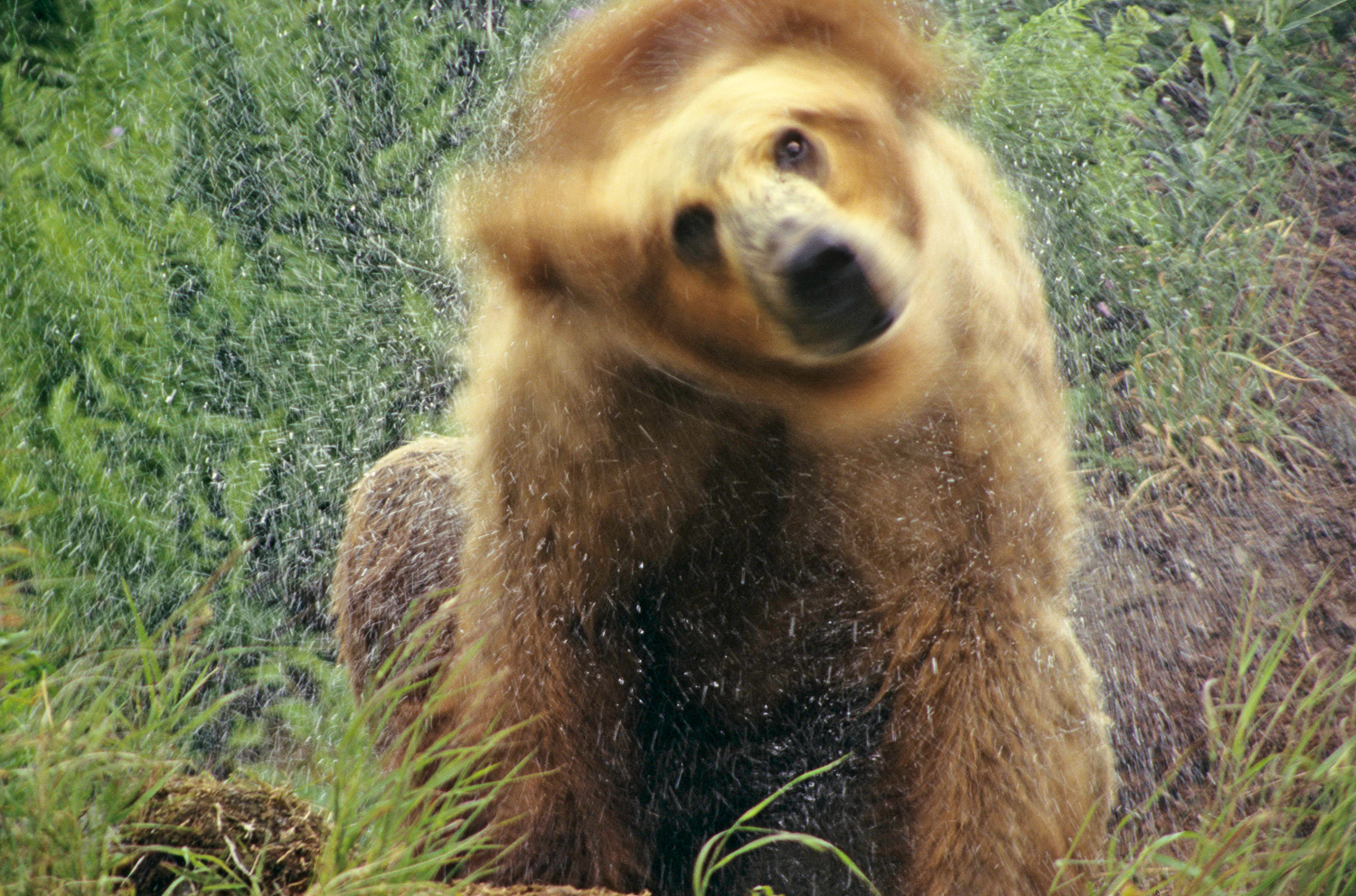 Brown Bear