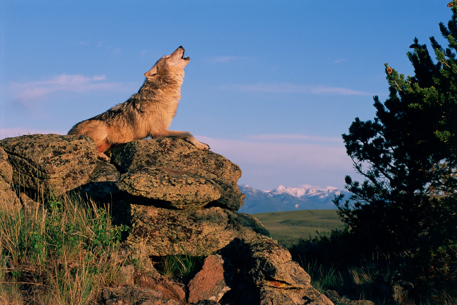 Gray Wolf Howling
