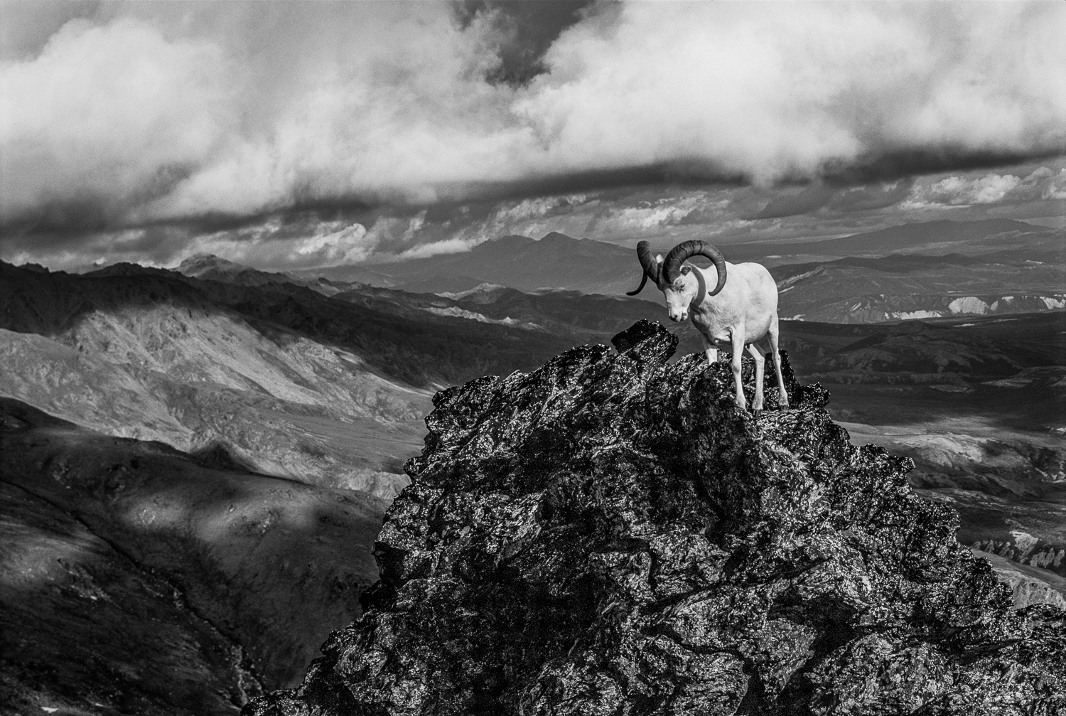 Dall Sheep Finding Higher Ground