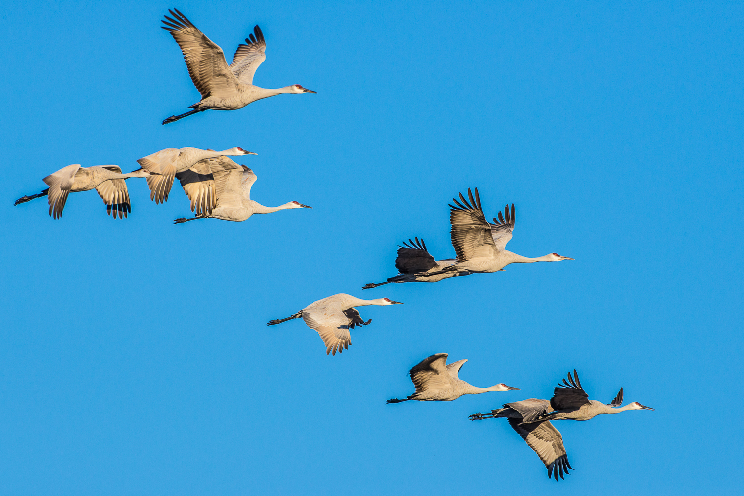 Sandhill Cranes in Formation