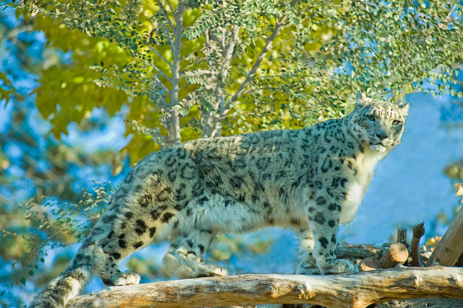 Snow Leopard