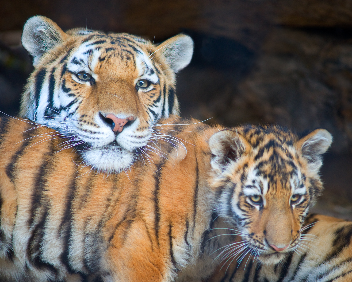 Siberian Tigers