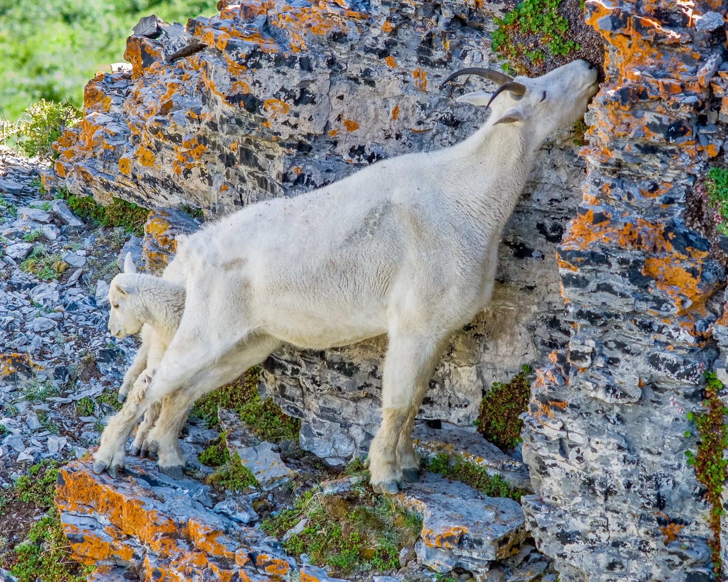 Mountain Goat and Kid