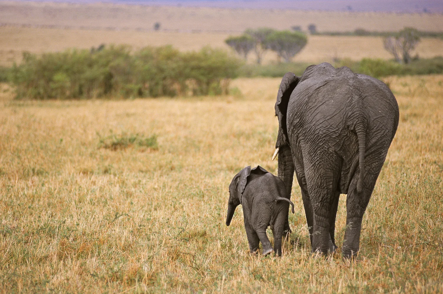 African Elephant Cown and Calf