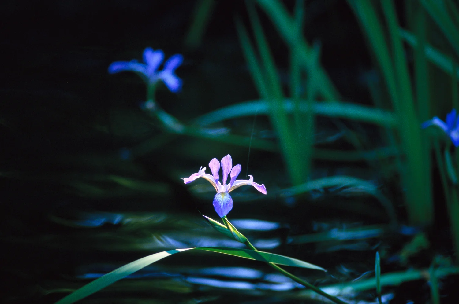 Iris Siberia Floating Over Water