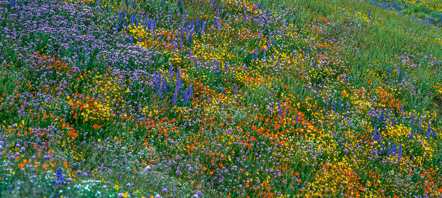 Explosion of Color