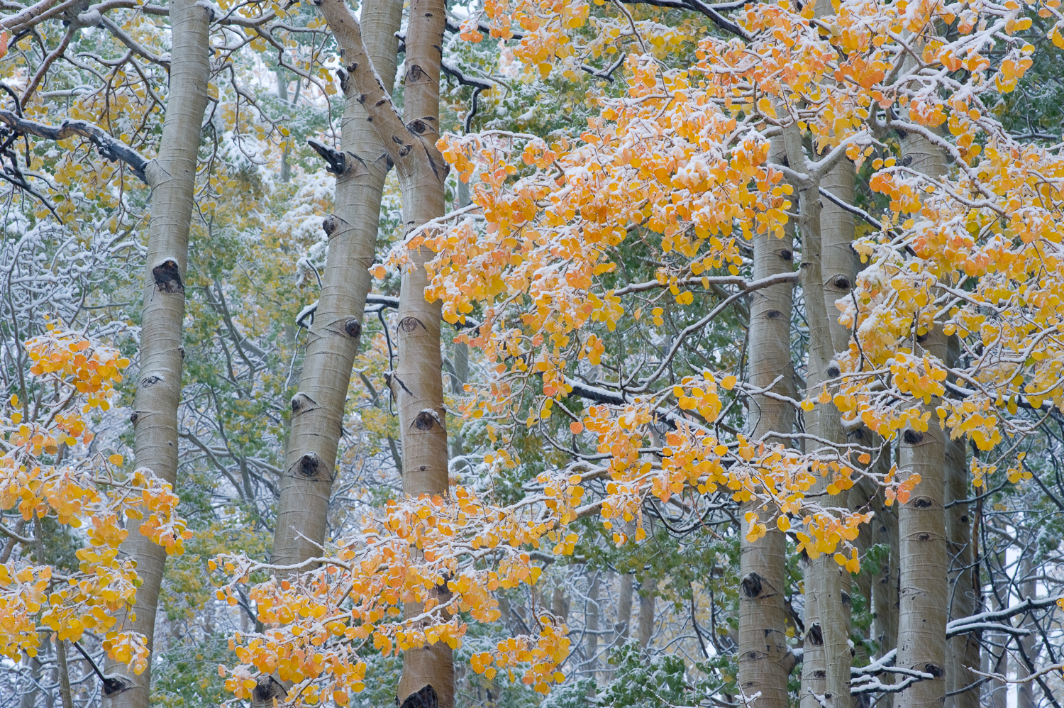 Aspen Interpretation #2