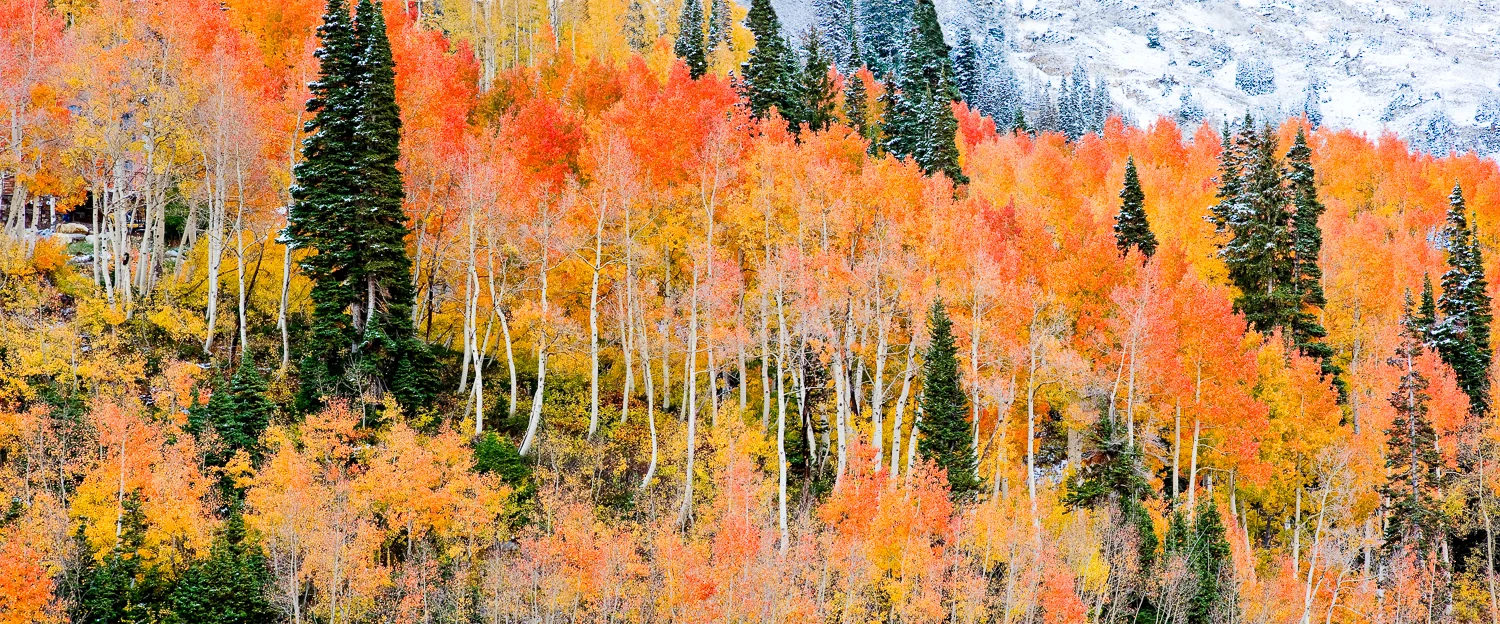 Aspen Interpretation #4