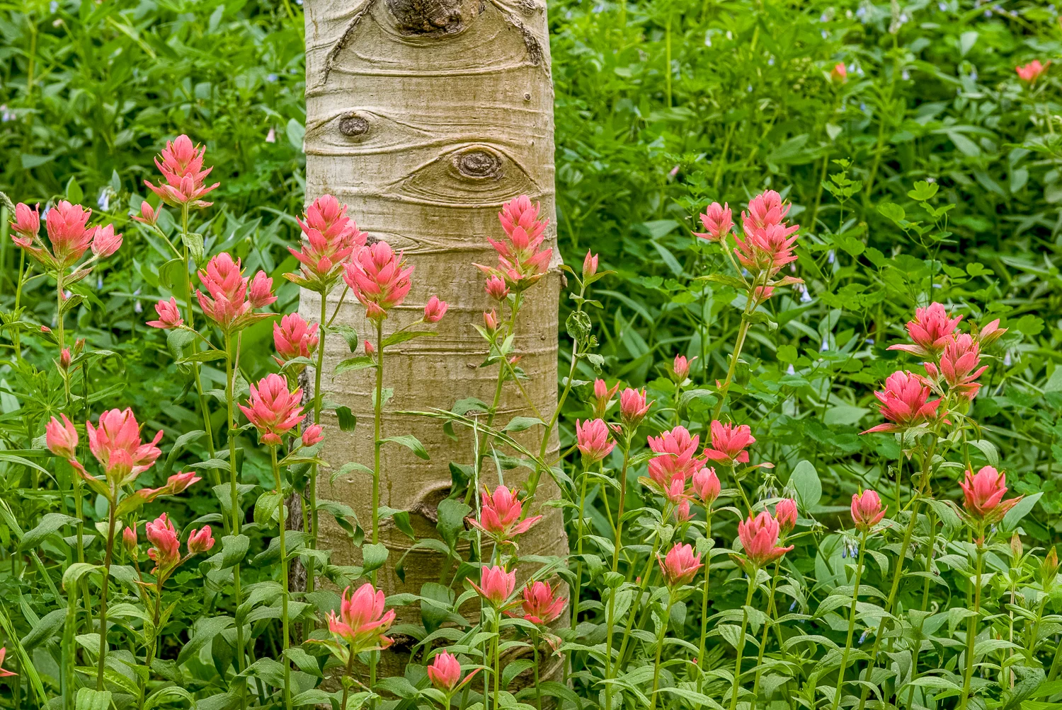 Aspen and Indian Paintbrush
