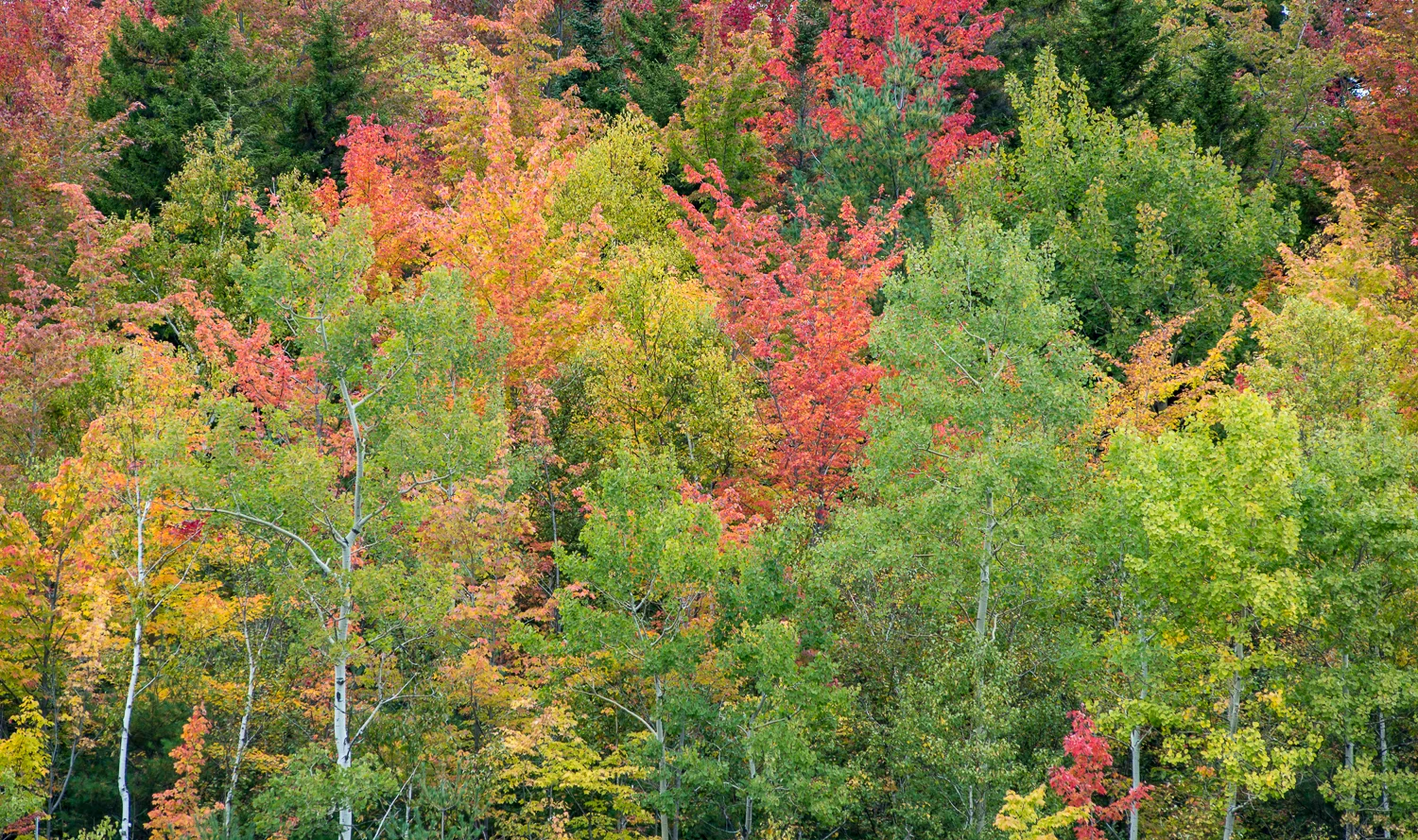 Fall Frenzy