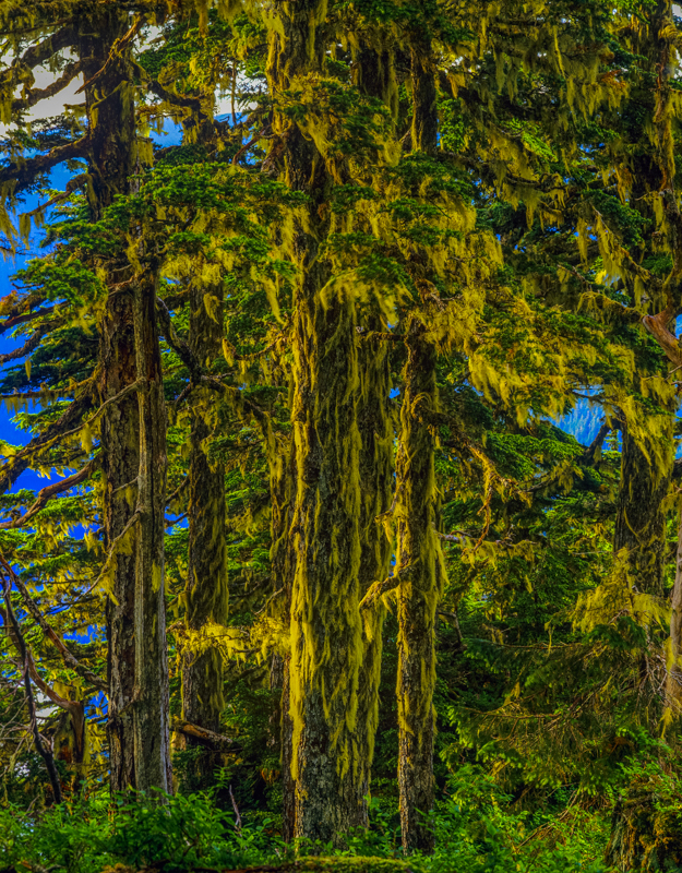 Western Hemlock & Lichen
