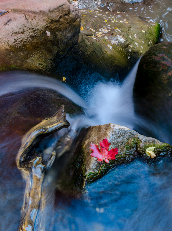 Maple Leaf and Waterfall