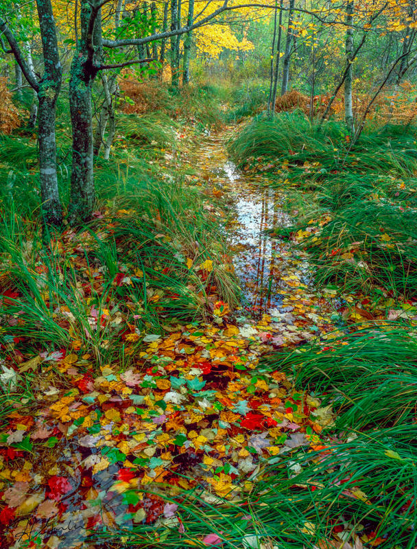 Autumn Cornucopia