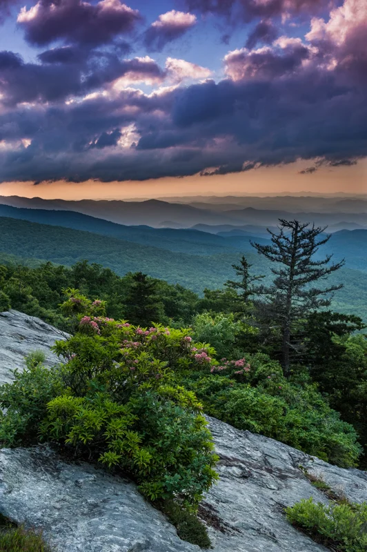 Pisgah Forest