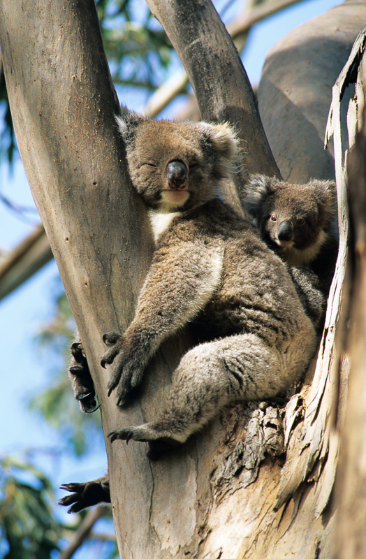 Mother and Baby Koala