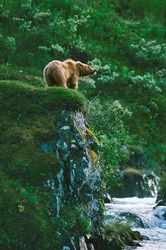 Kodiak Brown Bear