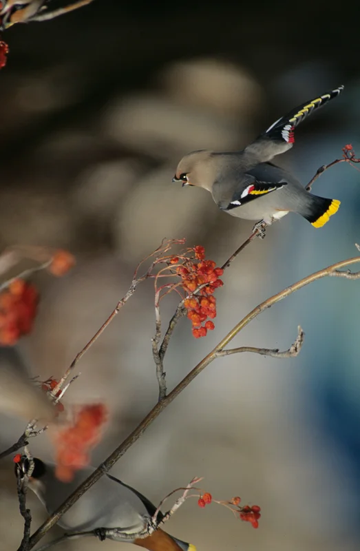 Bohemian Waxwing