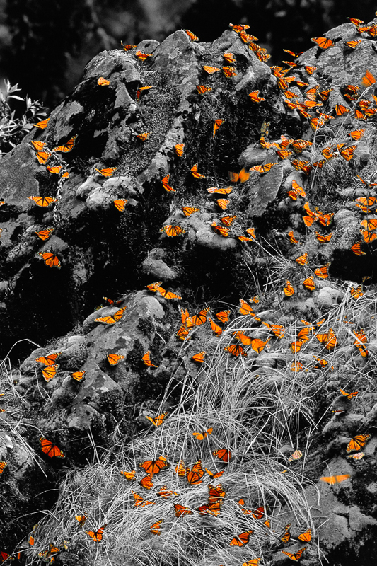 Monarch Butterflies