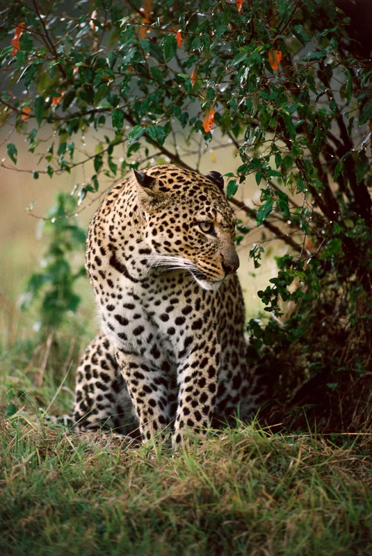 Leopard Refuge