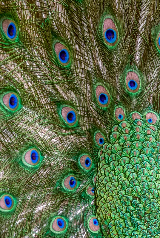 Peacock Party