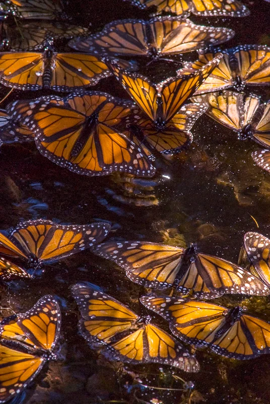 Monarch Butterflies Floating
