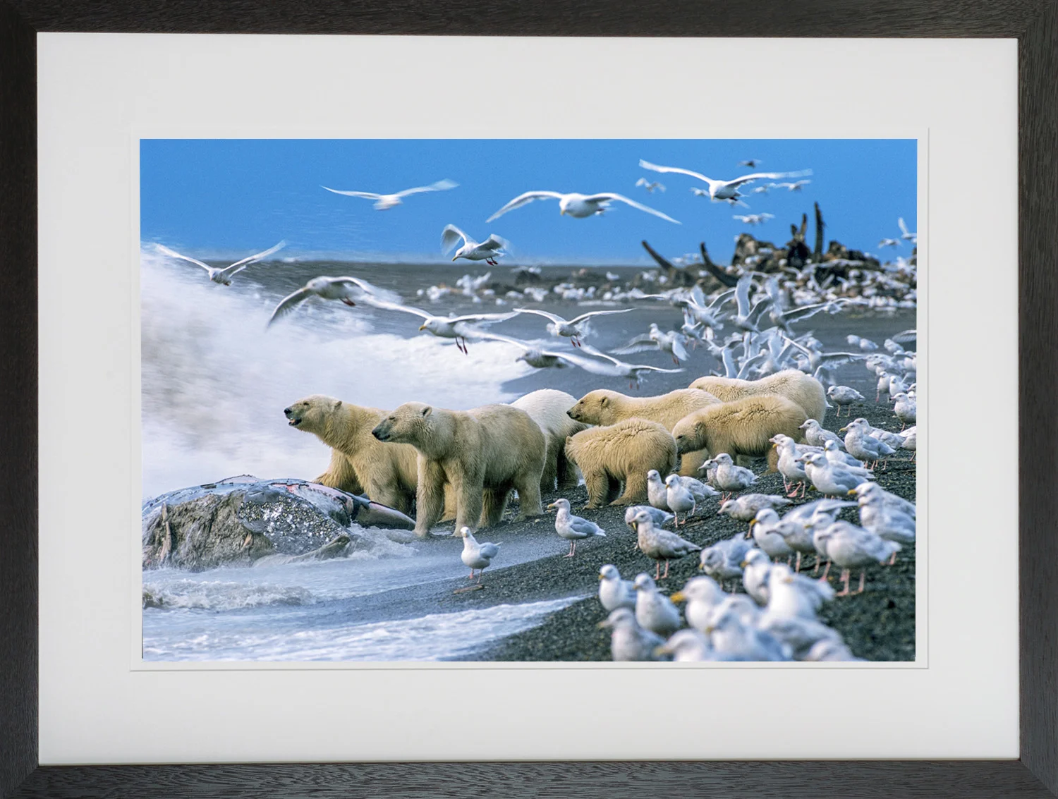 Arctic Feeding Freenzy