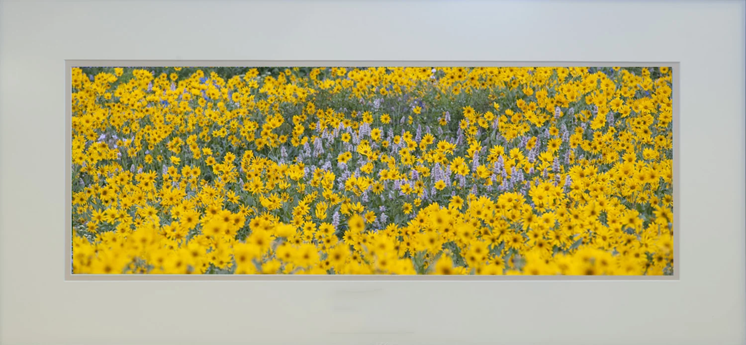 Fields of Gold