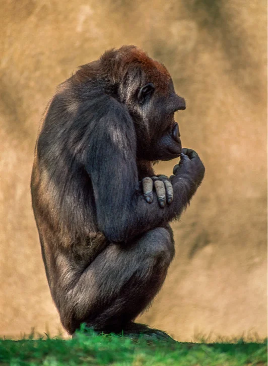 Thinking Primate