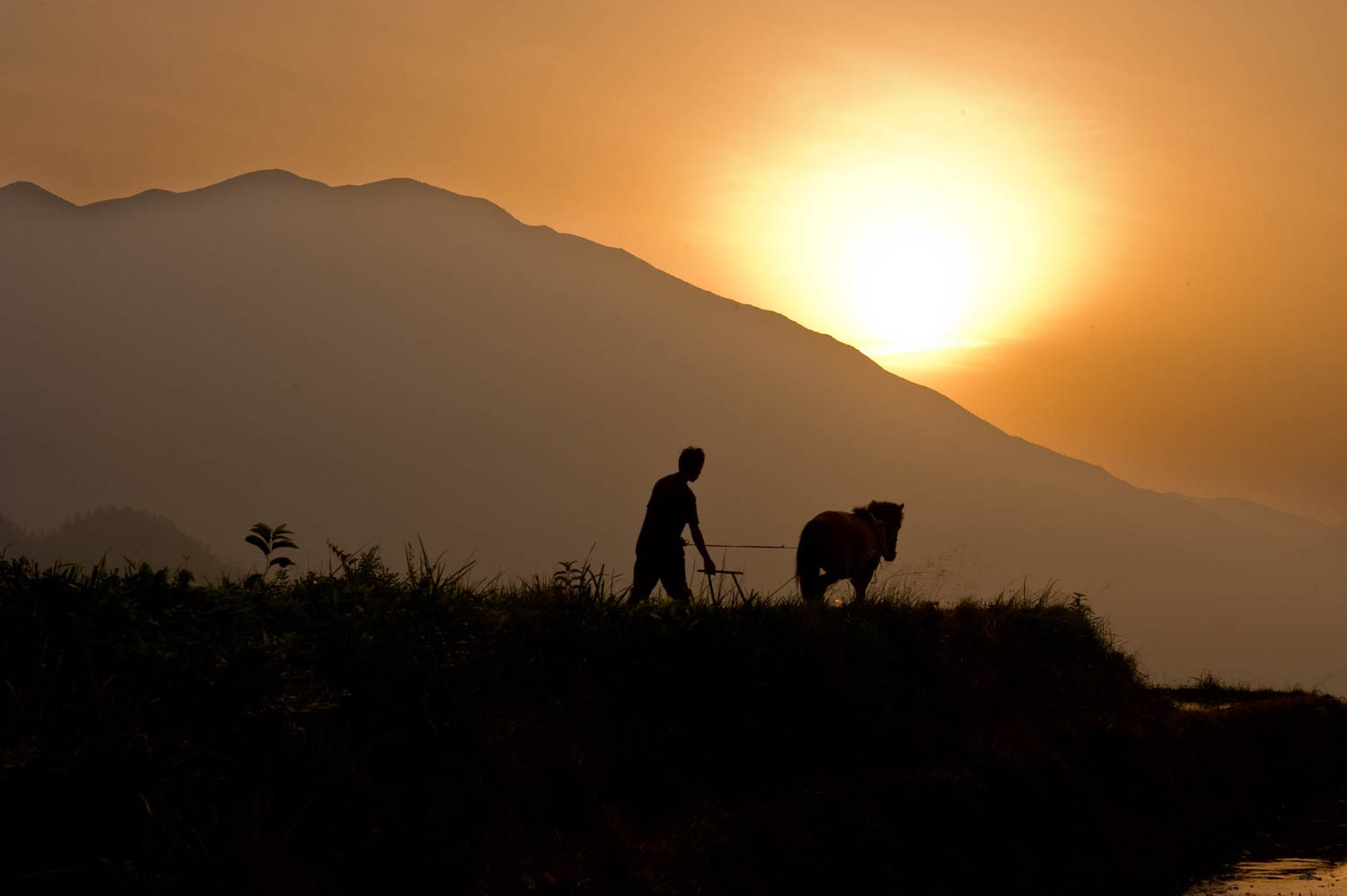 Silhouette of Man with Plow and Horse working in a rice terrace, Dragon's Backbone Rice Terraces near Yao Village of Dazhai, Guangxi Province China
