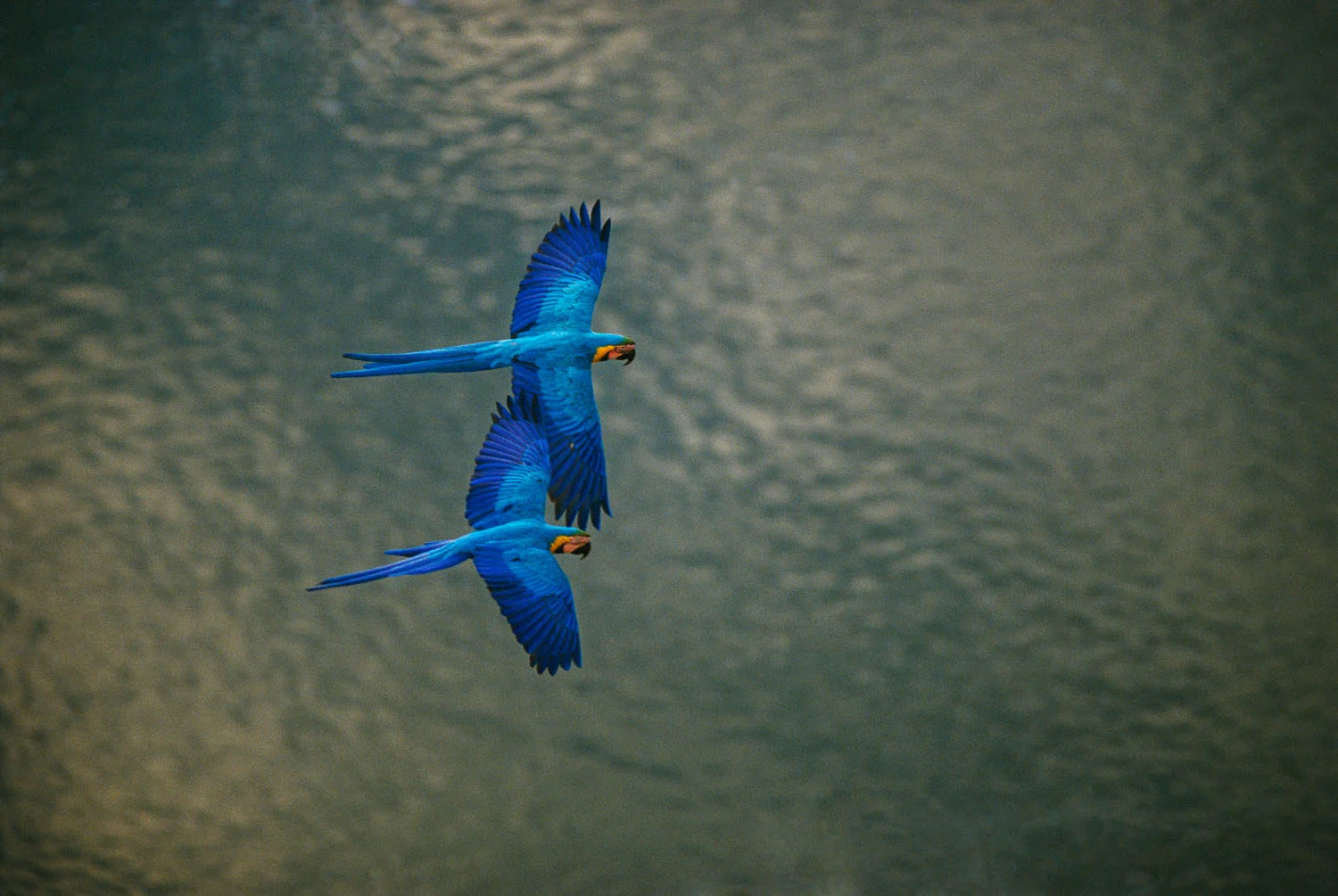 Flying Blue and Yellow macaws (Ara ararauna), Tambopata River, Peru.