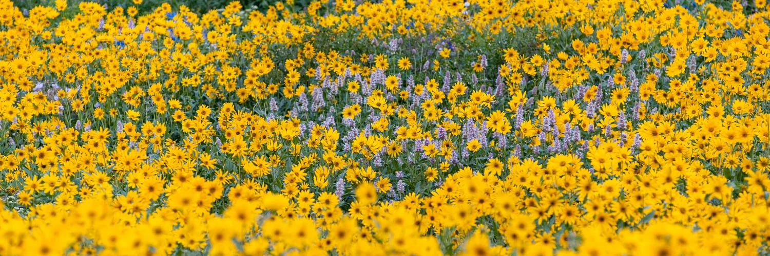 "Field of Gold", Purple Horse Mint Surrounded by Yellow Arnica ,
