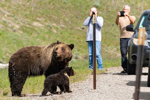Mother and cub even crossed the highway as 30 folks watched. I pray that this bear does not become habituated to people.